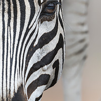 Buy canvas prints of Close up Portrait of a Zebra  by Lawrence Bredenkamp