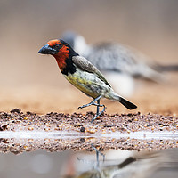Buy canvas prints of Black Collared Barbet - "By The Left"  by Lawrence Bredenkamp