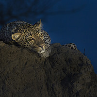 Buy canvas prints of Leopard on Anthill at Sunset by Lawrence Bredenkamp