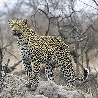 Buy canvas prints of Leopard on the Hunt by Lawrence Bredenkamp