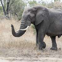 Buy canvas prints of Bull Elephant by Lawrence Bredenkamp