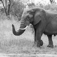 Buy canvas prints of Majestic Elephant by Lawrence Bredenkamp