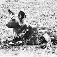 Buy canvas prints of African Wild Dog by Lawrence Bredenkamp