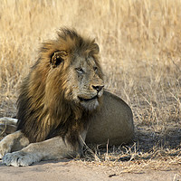 Buy canvas prints of King of the Jungle by Lawrence Bredenkamp