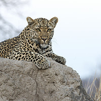 Buy canvas prints of Leopard on an Anthill by Lawrence Bredenkamp
