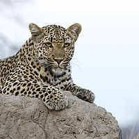 Buy canvas prints of Leopard on Anthill by Lawrence Bredenkamp