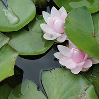 Buy canvas prints of  Lillies in a pond by Amy Brooks