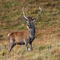 Buy canvas prints of Stag sticking his tongue out by Lynda Simpson