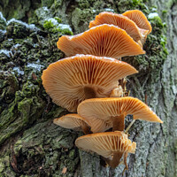 Buy canvas prints of Fungi by Lynda Simpson