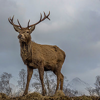 Buy canvas prints of The Stag by Lynda Simpson