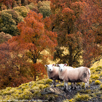 Buy canvas prints of A group of sheep standing on top of a lush green field with Autumn colours by Lynda Simpson