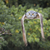 Buy canvas prints of Owl In Flight. by Paul Wright