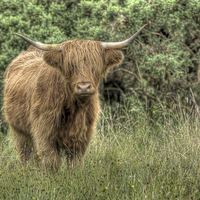 Buy canvas prints of  Highland Coo by Alexander Roscow