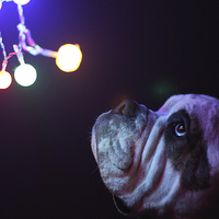 Buy canvas prints of  Dog with Christmas lights by Alexander Roscow