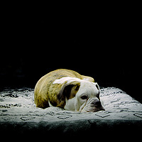 Buy canvas prints of Sleeping Dog by Alexander Roscow