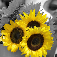 Buy canvas prints of  Sunflowers at the Market by Suzanne Larson