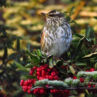 Buy canvas prints of  Redwing and Red Berries by Andrew Wright