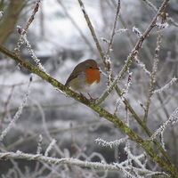 Buy canvas prints of A Frosty Robin  by Andrew Wright