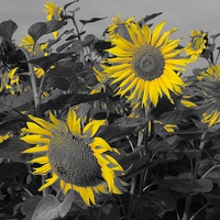 Buy canvas prints of  Sunflowers - Yellow Petals by Andrew Wright