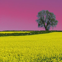 Buy canvas prints of Portrait Of An Oak Tree ( Pink Version ) by Andrew Wright