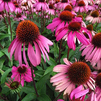 Buy canvas prints of  Pink Echinacea's  by Andrew Wright