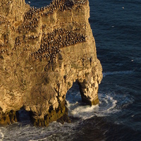 Buy canvas prints of  Rock Arch, Bempton Cliffs, Yorkshire by Andrew Wright