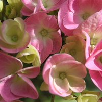 Buy canvas prints of  Pink Flowers  by cerrie-jayne edmonds