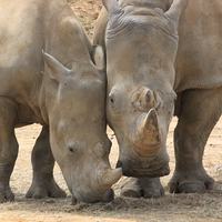 Buy canvas prints of Rhino by cerrie-jayne edmonds