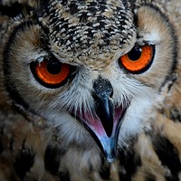 Buy canvas prints of Common Eagle Owl by Simon Hackett