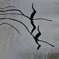 Buy canvas prints of Swan Sculpture by Simon Hackett