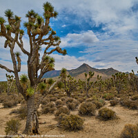 Buy canvas prints of The Joshua tree view by William Duggan