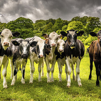 Buy canvas prints of The  Darbyshire Calves  by William Duggan