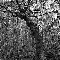Buy canvas prints of  Tortured Tree by Chris Mann