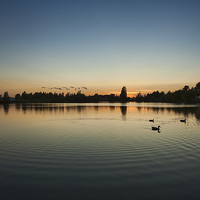 Buy canvas prints of  Duck Sunset by Chris Mann