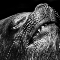Buy canvas prints of  Old sealion by Chris Mann