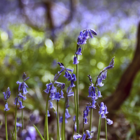 Buy canvas prints of  Bluebell wood by Chris Mann