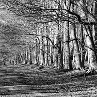 Buy canvas prints of  Hopwas Woodland Walk by Chris Mann