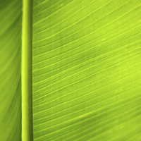 Buy canvas prints of  Backlit banana leaf by Chris Mann