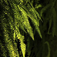 Buy canvas prints of  Backlit ferns by Chris Mann