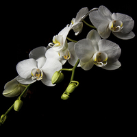 Buy canvas prints of  White Orchid by Chris Mann