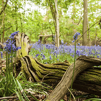 Buy canvas prints of  English Bluebells by Chris Mann