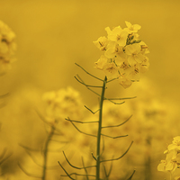 Buy canvas prints of  Spring Rapeseed Field by Chris Mann