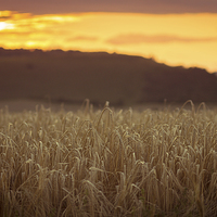 Buy canvas prints of  Wheat fields on the north wessex downs by Gopal Krishnan