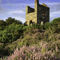 Buy canvas prints of Wheal Peevor Heather  by Andrew Ray