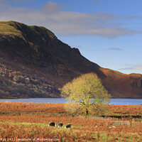 Buy canvas prints of Autumn at Ennerdale Water by Andrew Ray