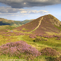Buy canvas prints of Heather on the Long Mynd  by Andrew Ray
