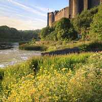 Buy canvas prints of Summer at Pembroke Castle  by Andrew Ray
