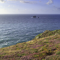 Buy canvas prints of Heather and gorse (St Agnes Head) by Andrew Ray