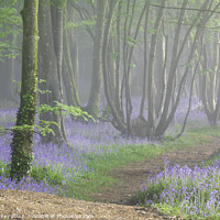 Buy canvas prints of Misty Bluebell Woods (Scorrier) by Andrew Ray