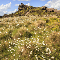 Buy canvas prints of Cotton Grass at the Roaches by Andrew Ray